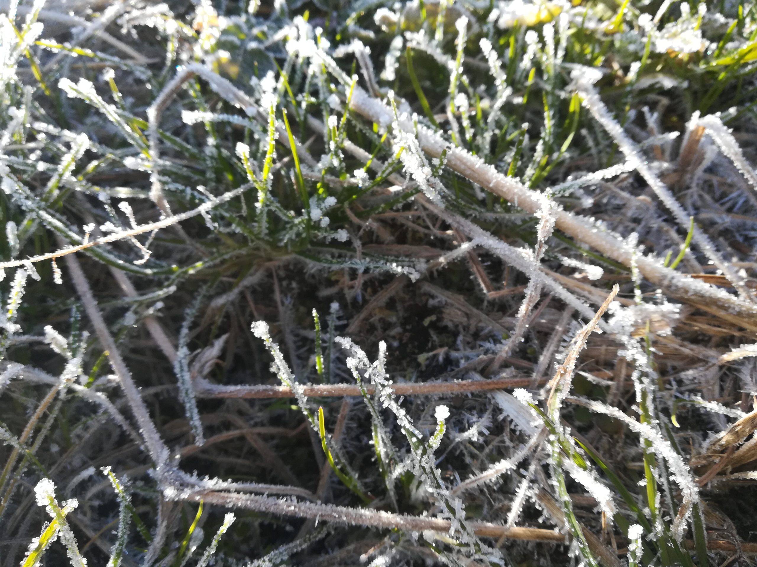 凍り付いた雑草