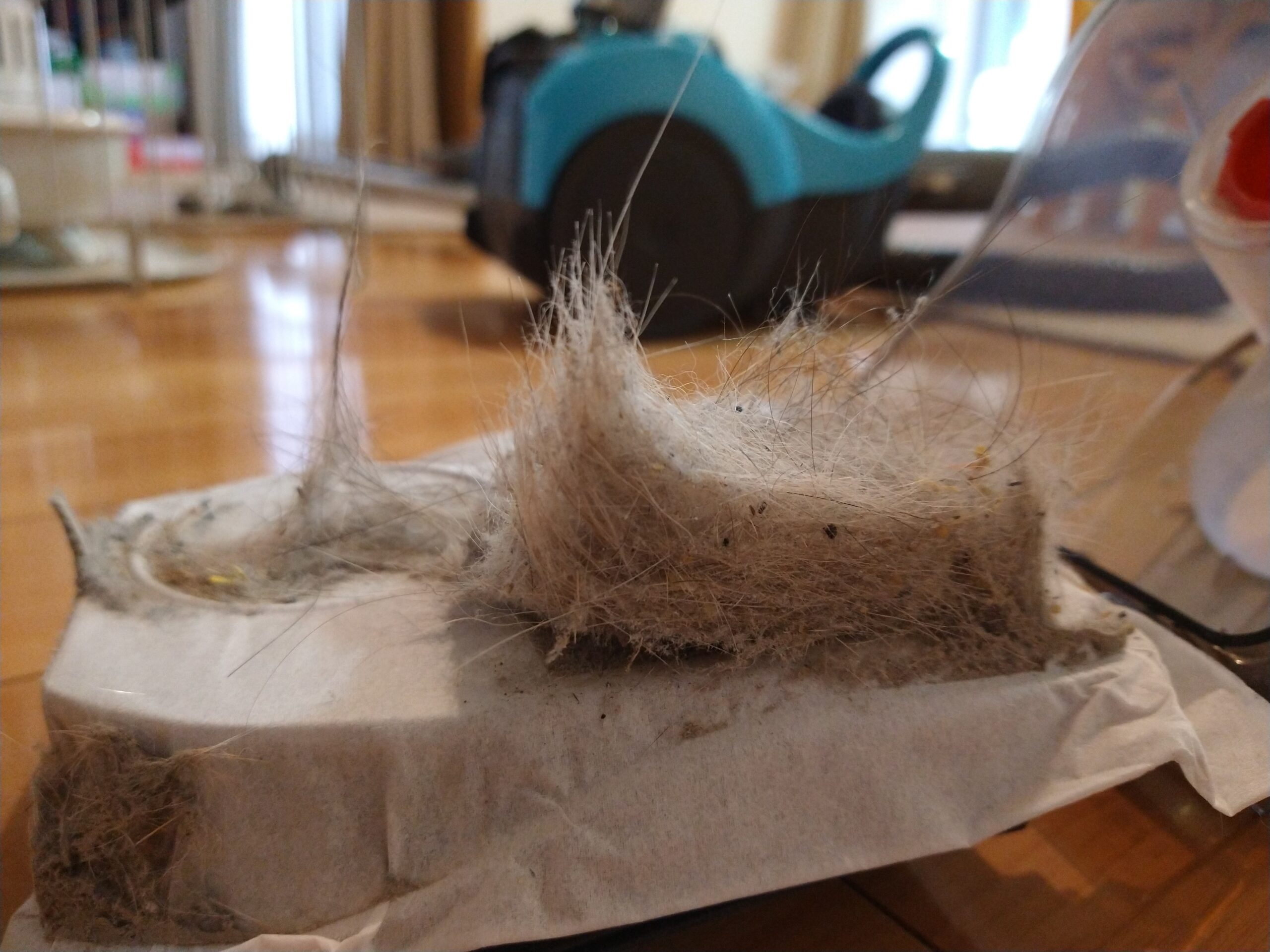 掃除機に溜まったアポロの毛