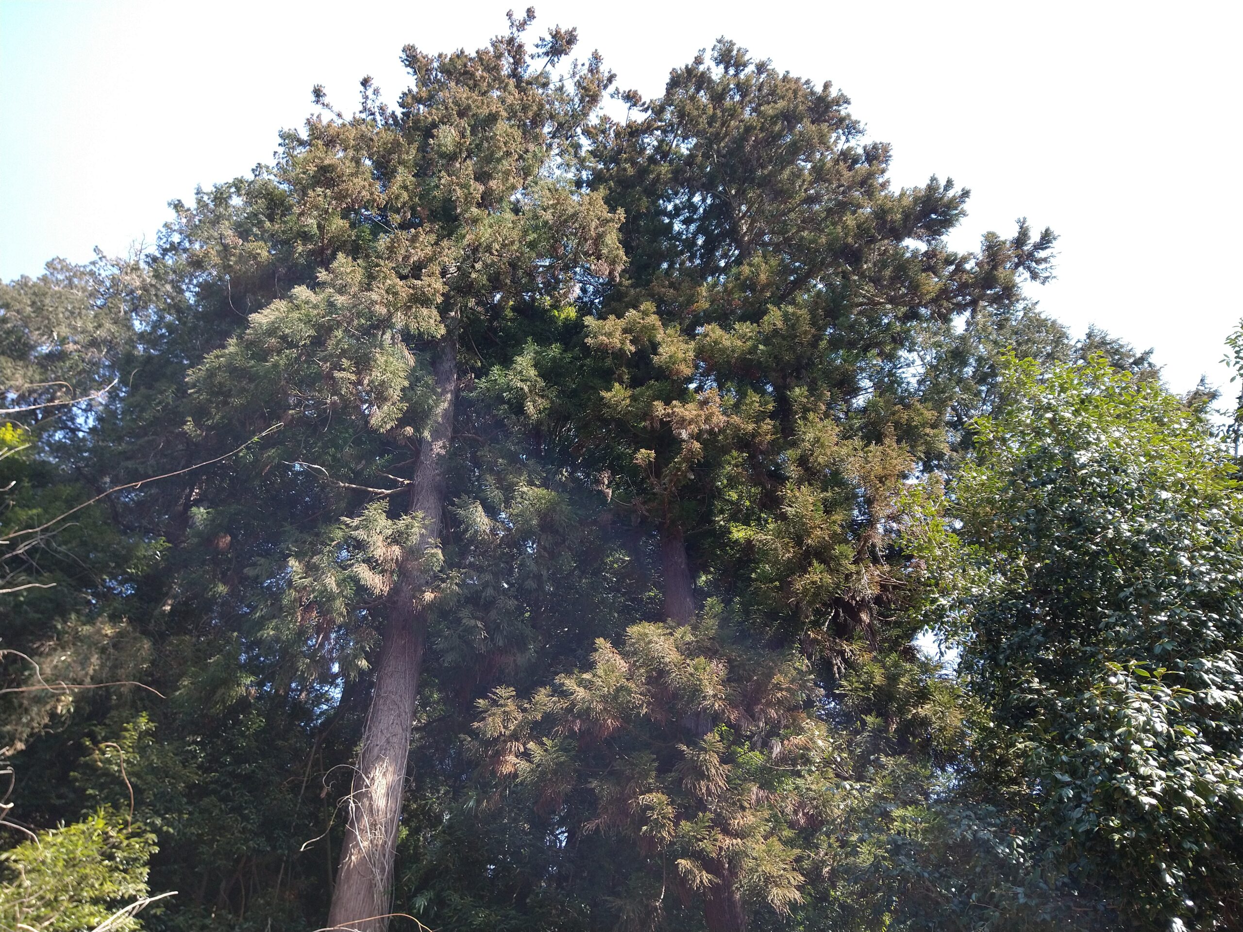 花粉たっぷりの杉の木